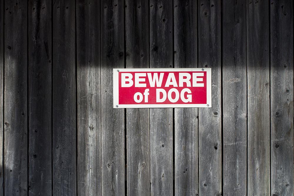 I Was Bitten by a Dog: Can I Sue? | House Law LLC